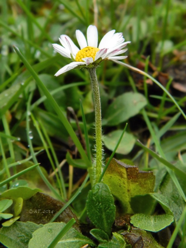 Изображение особи Bellis perennis.