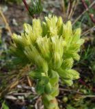 Jovibarba globifera