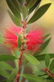 Callistemon citrinus. Часть побега с соцветиями. Черноморское побережье Кавказа, Геленджикский р-н, с. Кабардинка, Старый парк, в кадочной культуре. 10 ноября 2013 г.