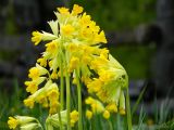 Primula macrocalyx