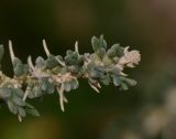 Salsola vermiculata. Верхушка веточки с остатками сухих листьев и развивающимися побегами. Израиль, Самарийская пустыня, перекрёсток Шомрони Гатов, окр. поселения Алон, рудеральное местообитание. 30.01.2014.