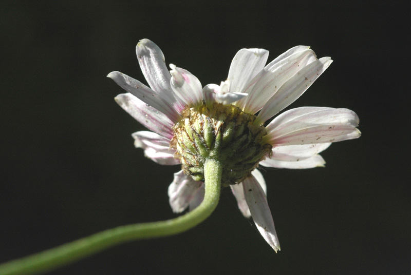 Изображение особи род Anthemis.