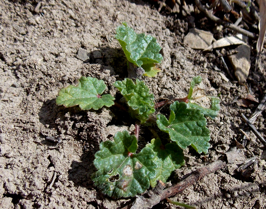 Image of Malva setigera specimen.