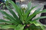 Crinum asiaticum. Цветущее растение. Андаманские острова, остров Хейвлок, в культуре. 01.01.2015.
