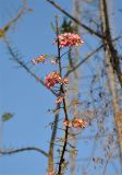 Gliricidia sepium. Верхушка ветви с соцветиями. Андаманские острова, остров Средний Андаман, г. Рангат. 05.01.2015.