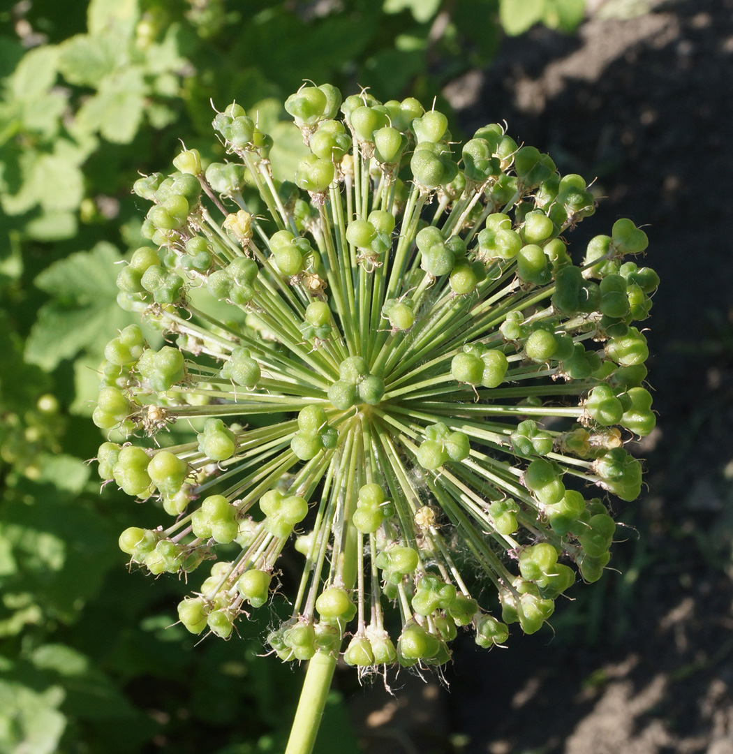 Изображение особи Allium rosenorum.