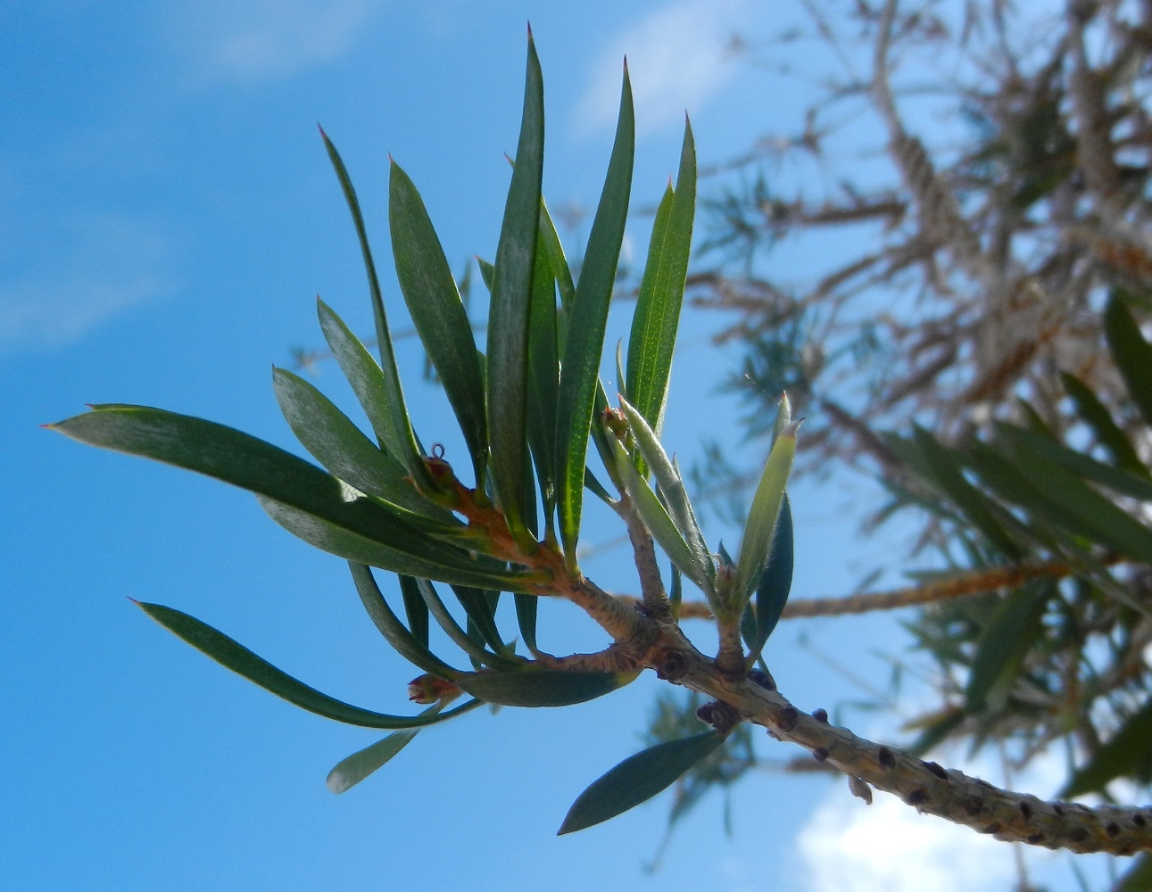 Изображение особи род Callistemon.