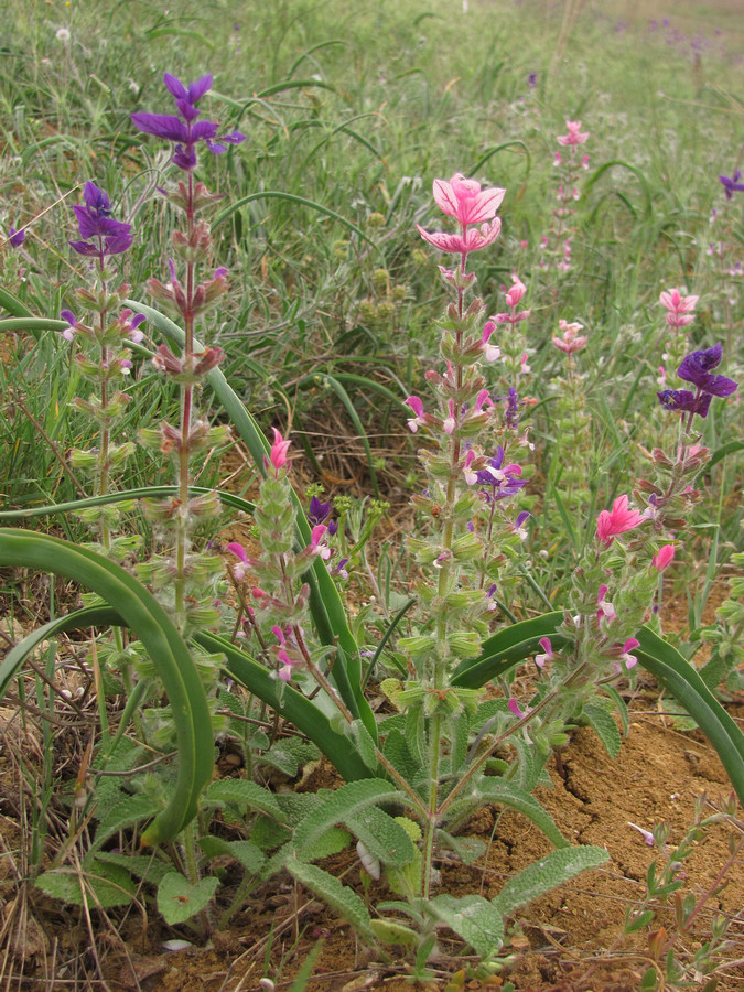 Изображение особи Salvia viridis.