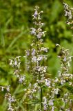 Nepeta nuda