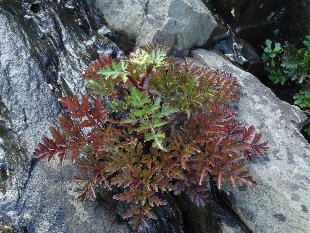 Image of Kitagawia terebinthacea specimen.