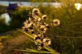 Hieracium umbellatum