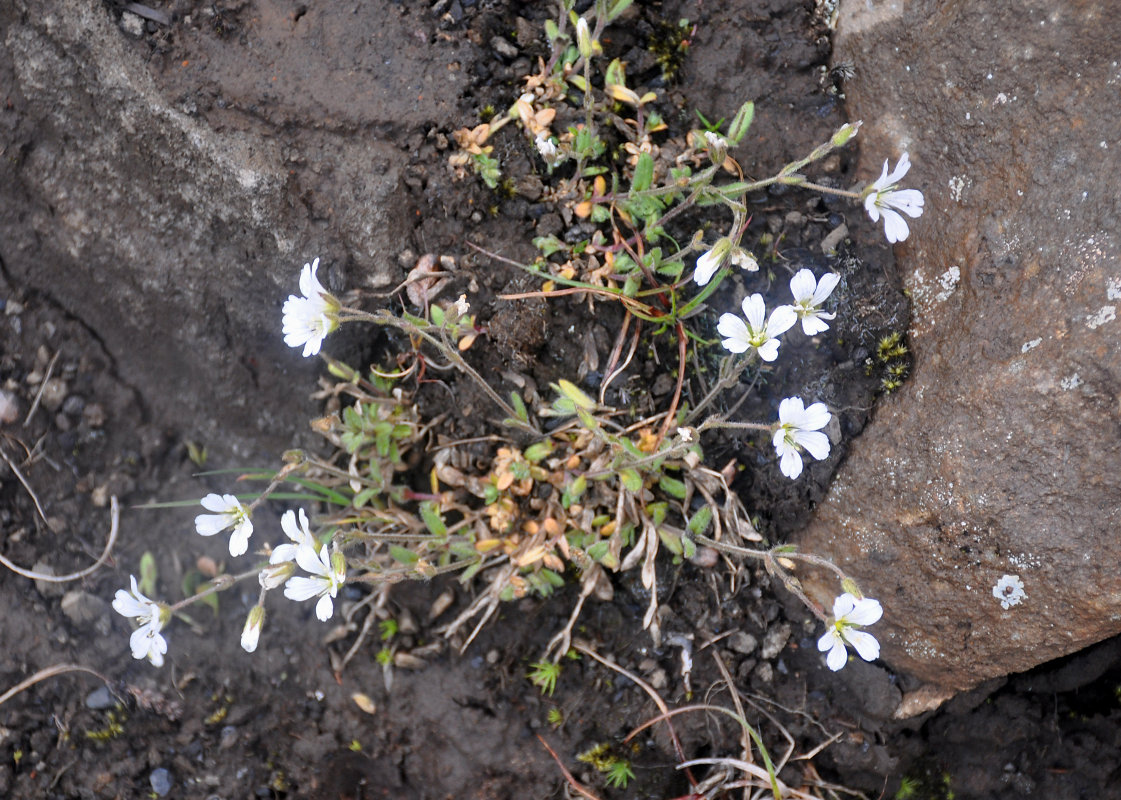 Изображение особи Cerastium alpinum.