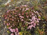 Loiseleuria procumbens