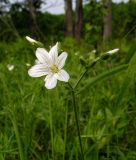 Cerastium pauciflorum. Верхушка побега с соцветием. Приморский край, Спасский р-н, окр. с. Хвалынка, опушка дубового леса. 29.05.2015.