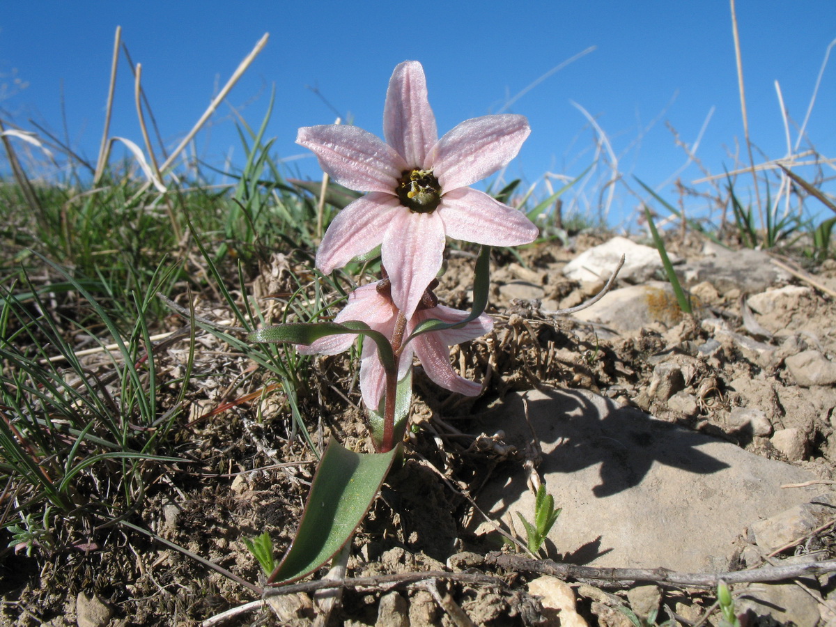 Изображение особи Rhinopetalum stenantherum.