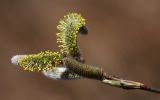 Salix siuzewii