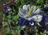 Aquilegia vulgaris. Цветок (махровая форма). Марий Эл, г. Йошкар-Ола, мкр-н Гомзово, в палисаднике, в культуре. 11.06.2017.