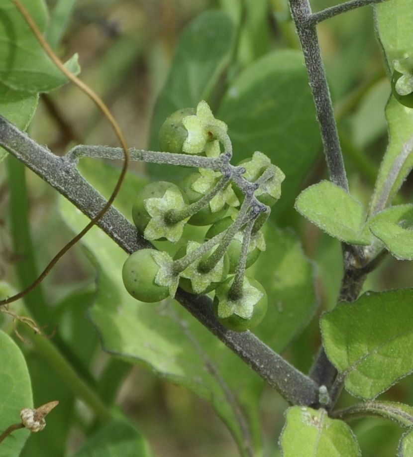Изображение особи род Solanum.