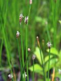 Eleocharis palustris