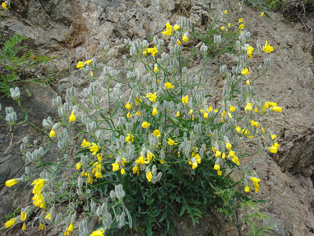 Изображение особи Youngia tenuifolia.