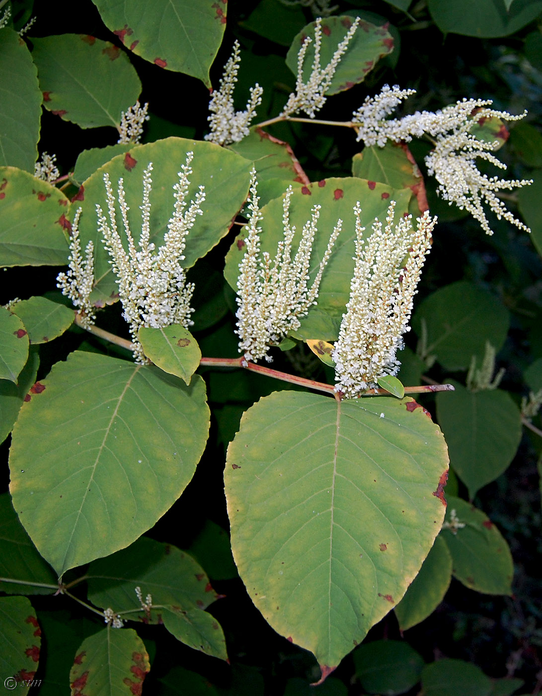 Изображение особи Reynoutria japonica.