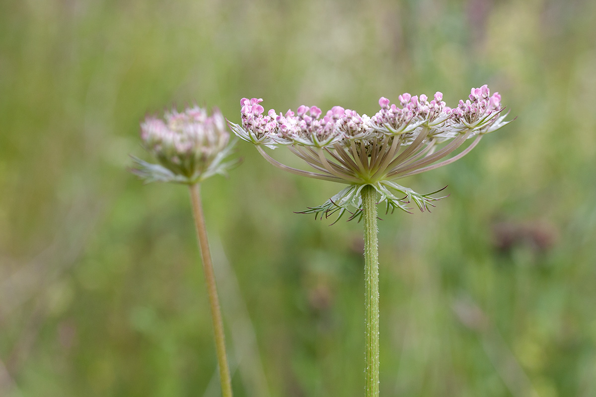 Изображение особи Daucus carota.