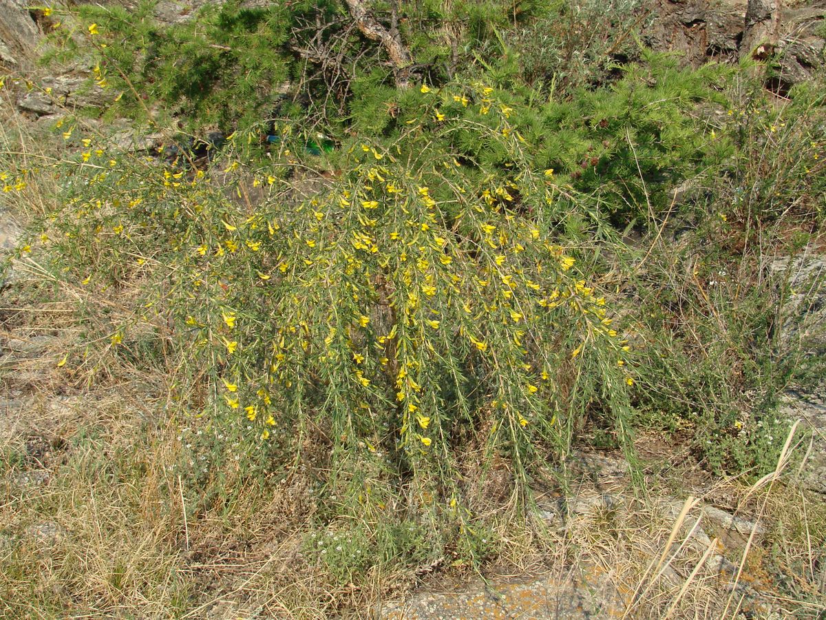 Image of Caragana pygmaea specimen.