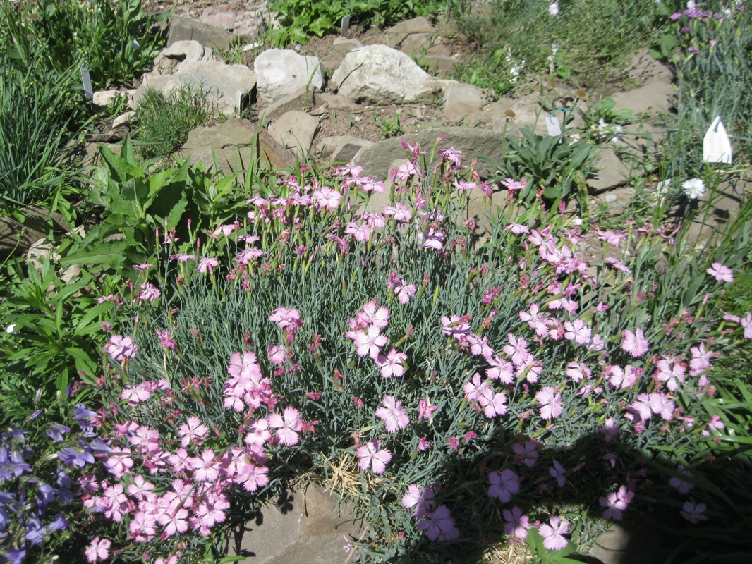 Изображение особи Dianthus plumarius.