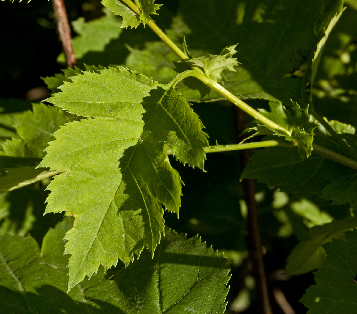 Изображение особи род Crataegus.