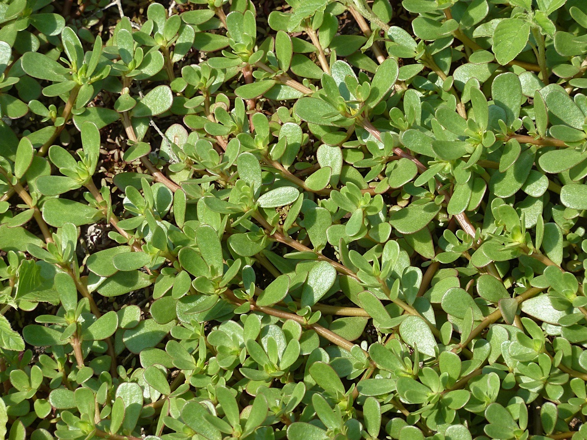 Image of Portulaca oleracea specimen.