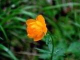 Trollius asiaticus. Цветок. Алтай, Катунский хребет, берег оз. Нижнее Мультинское, ≈ 1600 м н.у.м., опушка хвойного леса. 30.06.2018.