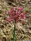 Allium taeniopetalum