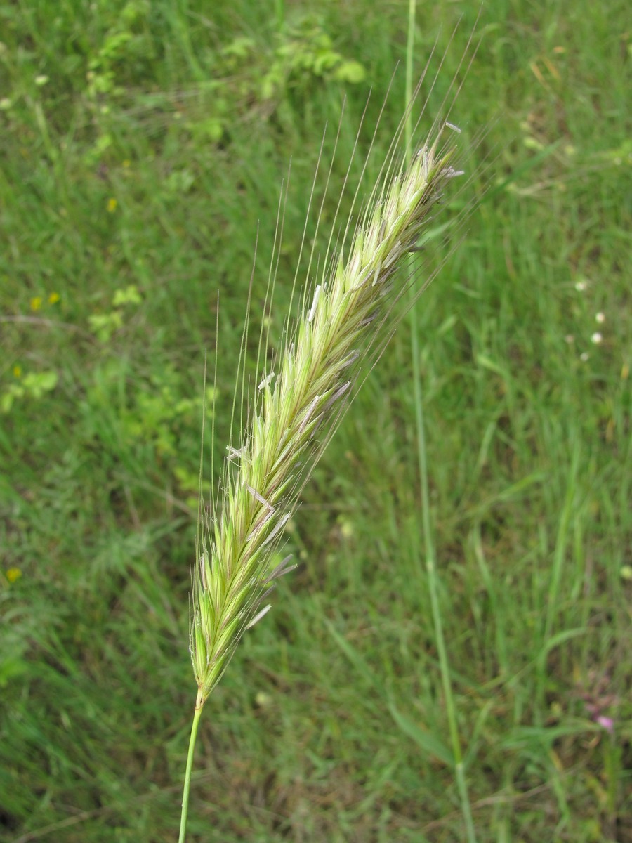 Изображение особи Hordeum bulbosum.