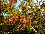 Berberis iliensis