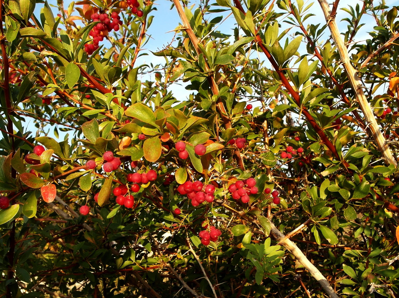 Изображение особи Berberis iliensis.