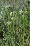 Cerastium syvaschicum