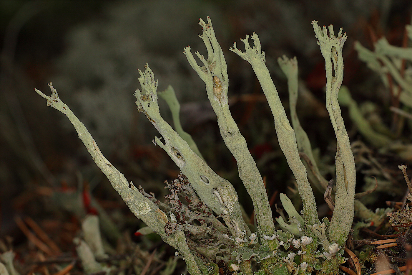 Изображение особи Cladonia deformis.