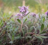 Thymus markhotensis. Веточка с соцветием. Краснодарский край, м/о г. Геленджик, хр. Маркотх, гора Мухины Поляны, горный луг. 10.05.2015.