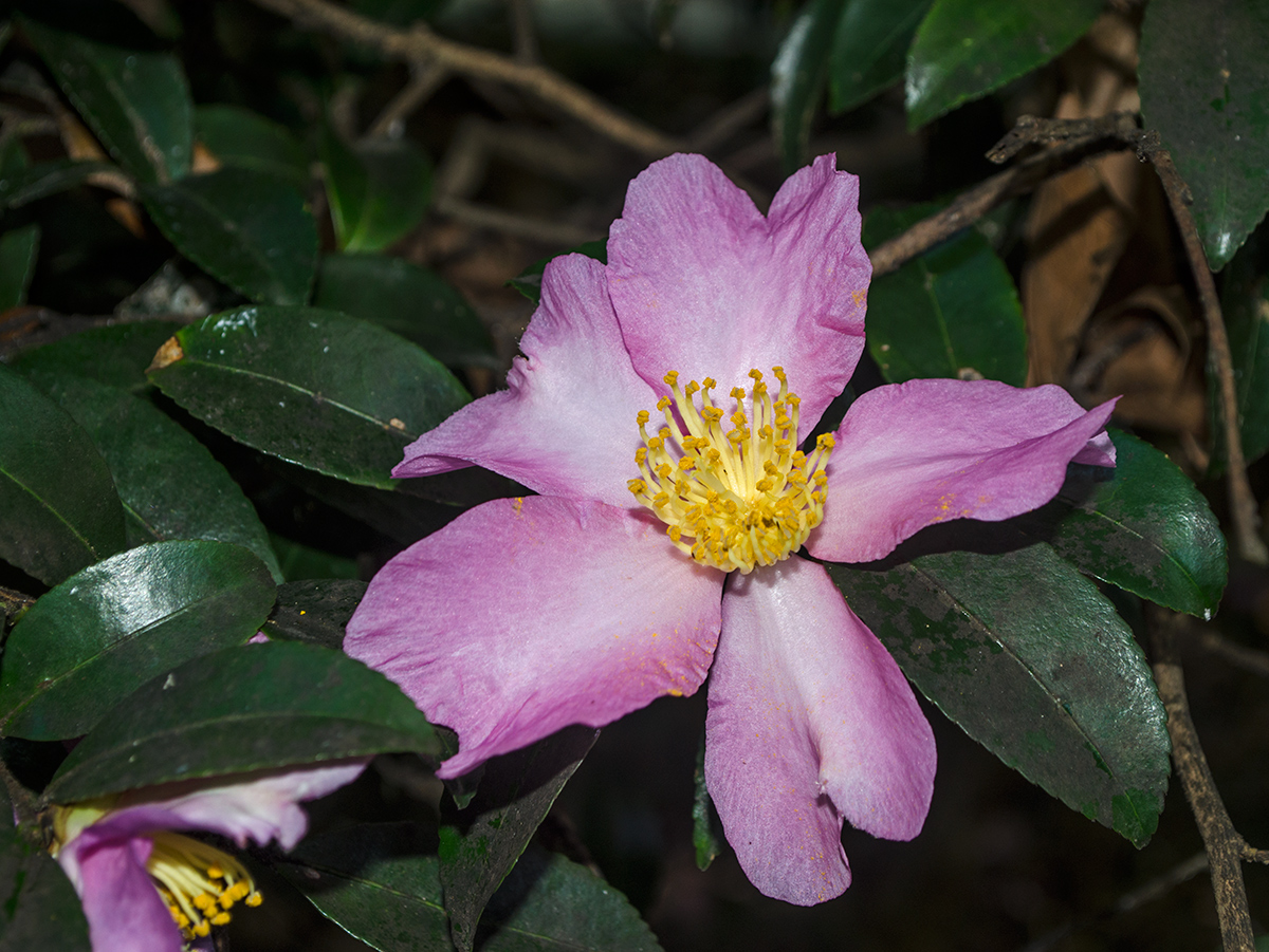 Изображение особи Camellia sasanqua.
