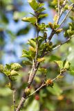 Betula humilis. Часть ветви с соплодиями. Ленинградская обл., Ломоносовский р-н, долина р. Шингарка, закустаренный берег ручья. 06.08.2019.