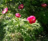 Paeonia × maleevii