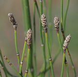 Equisetum ramosissimum