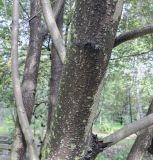 Sorbus takhtajanii