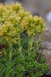 Saxifraga juniperifolia. Цветущее растение. Республика Северная Осетия-Алания, Алагирский р-н, Большой Кавказ, Цейский хребет, северный отрог г. Садонхох в р-не пер. Садон Верхний, ≈ 3400 м н.у.м., скальный выход. 04.07.2021.