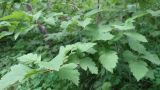 Crataegus chlorosarca