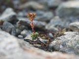 Sedum tenellum