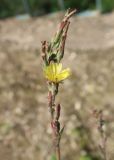 Lactuca serriola