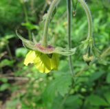 Geum &times; intermedium