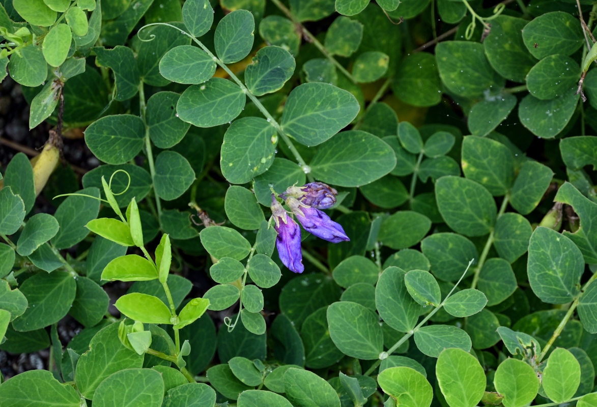 Изображение особи Lathyrus japonicus.