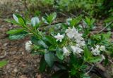 Rhododendron × intermedium